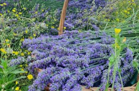 WhatsApp Image 2024-07-31 at 16.32.02 The Villa